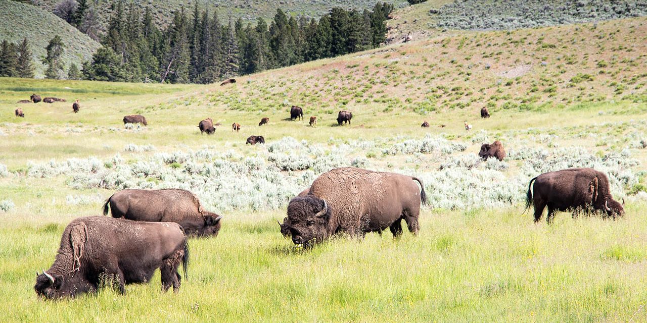 Buffalo wildlife viewing