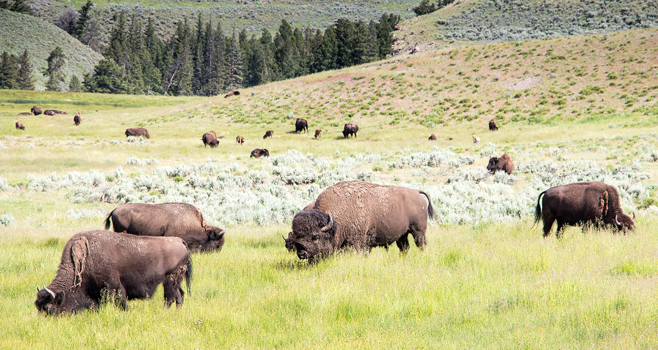 Buffalo wildlife viewing