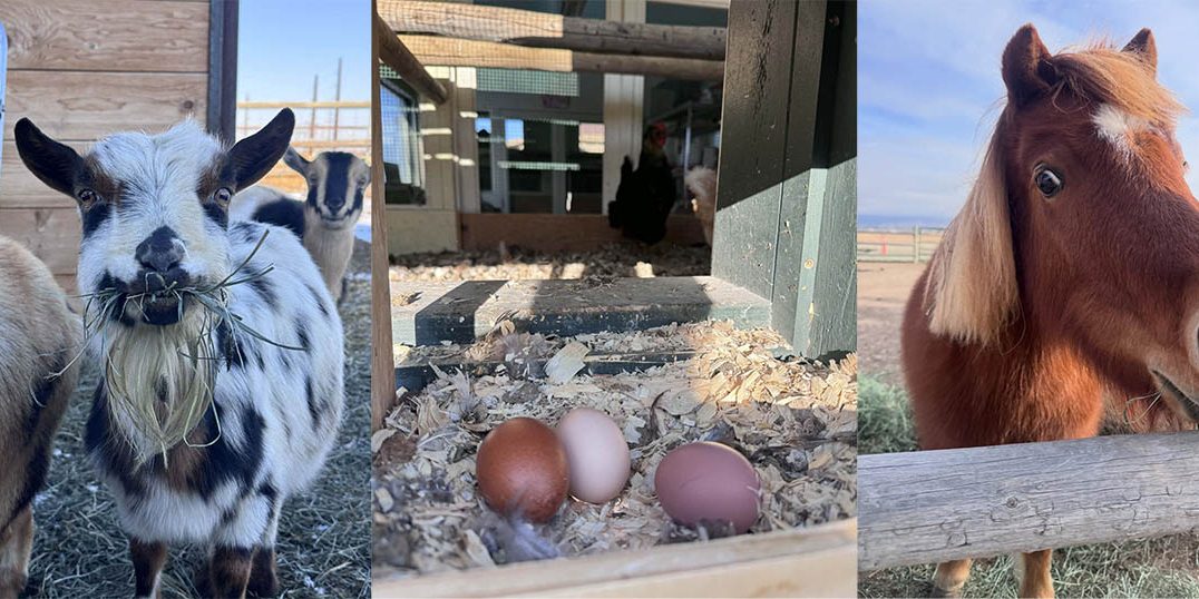 Farm Animals at Buffalo Bluff RV Park Near Cody Wyoming Goats, fresh eggs, and miniature horse at Buffalo Bluff RV Park near Cody Wyoming