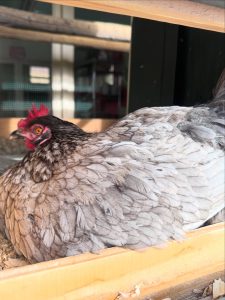Chickens at Buffalo Bluff RV Park