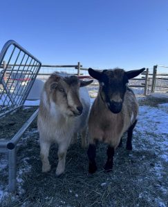 Goats at Buffalo Bluff RV Park