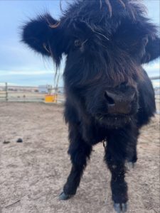 Highland Calf at Buffalo Bluff RV Park